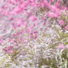 PINK ＆ WHITE