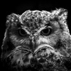 フクロウポートレート4　M11