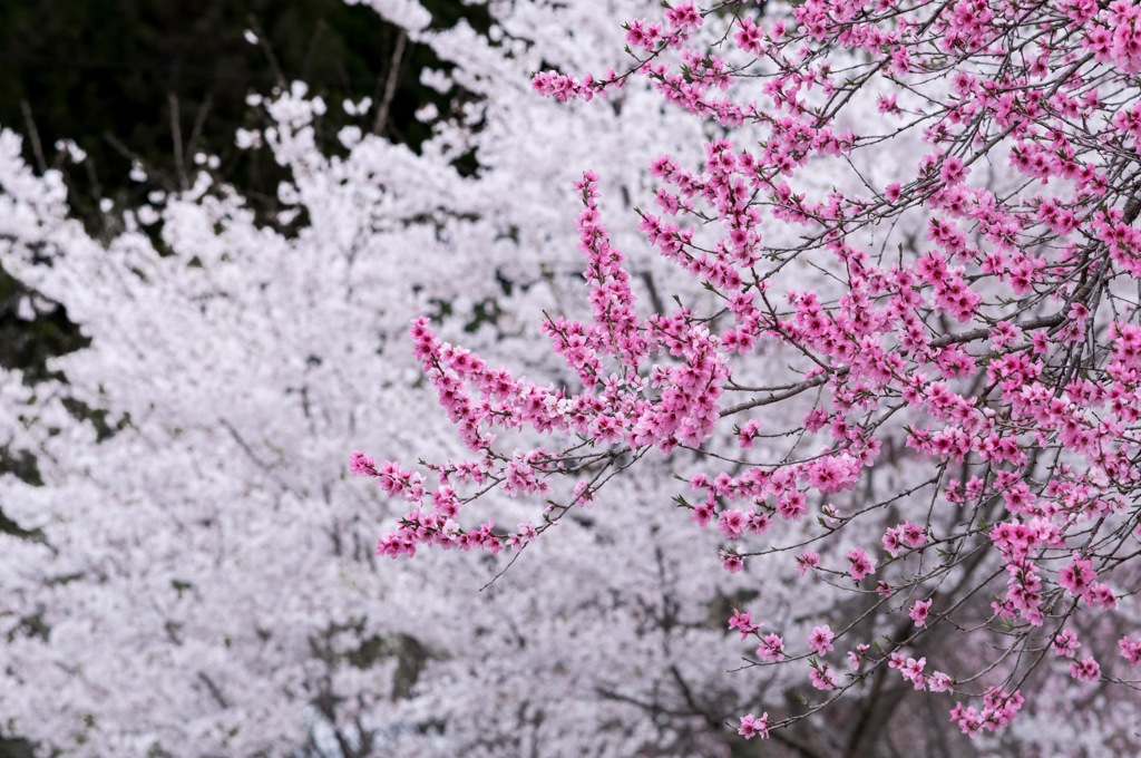 WHITE ＆ PINK