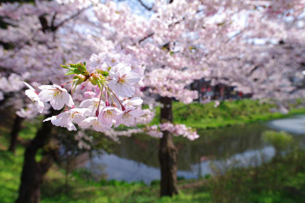 桜、盛岡市内