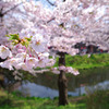 桜、盛岡市内