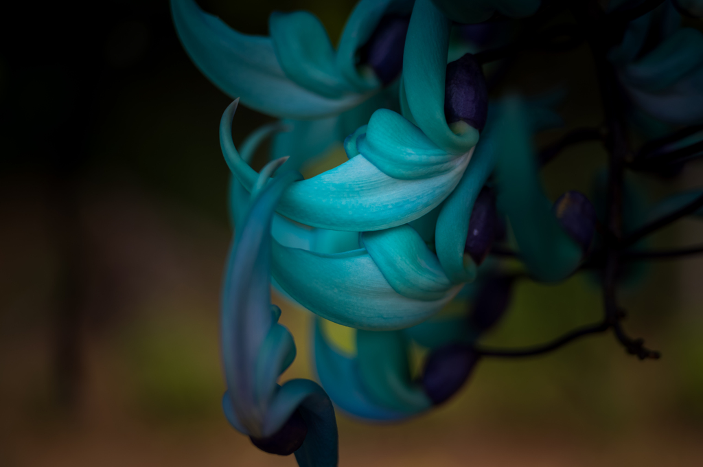 Jade vine ヒスイカズラ 2