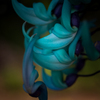 Jade vine ヒスイカズラ 2