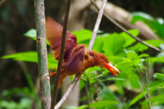 2017年森へ（３）