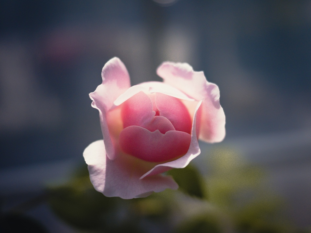 蕾