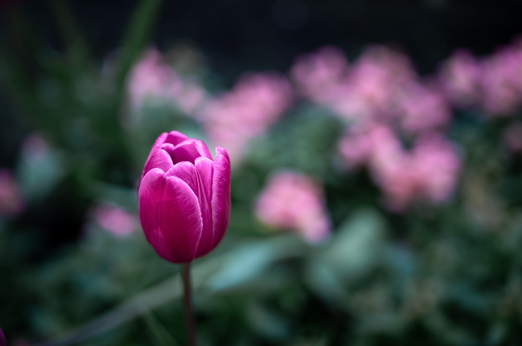 Tulip