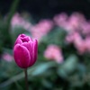 Tulip