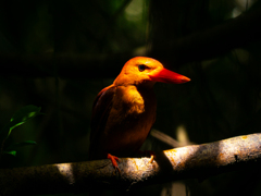 Ruddy Kingfisher