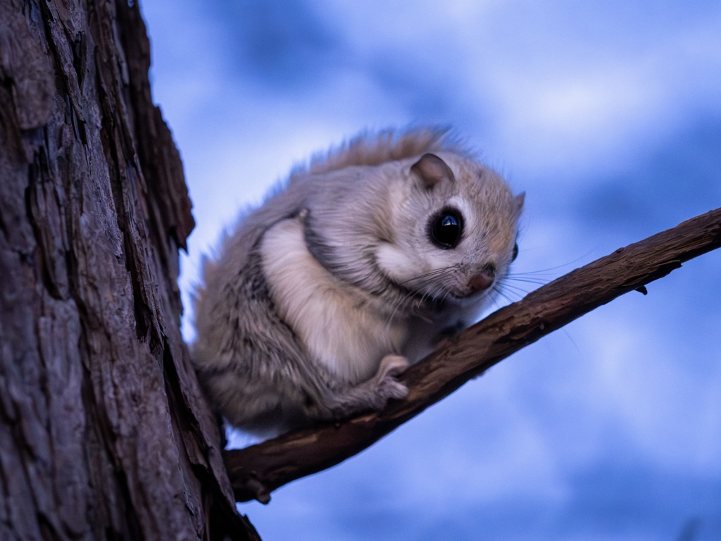 Siberian flying squirrel