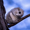 Siberian flying squirrel