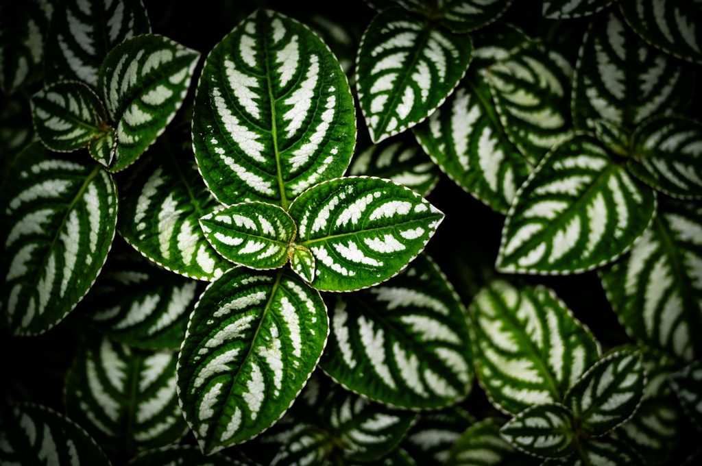 Leaf