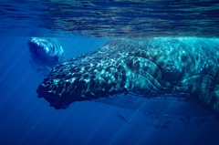 Whale Love