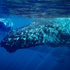 Whale Love
