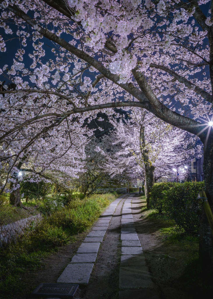 MIDNIGHT 京桜道