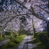MIDNIGHT 京桜道