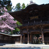 報恩寺の桜