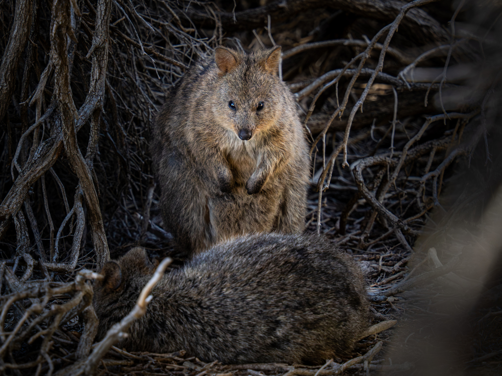 クアッカワラビー