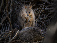 クアッカワラビー