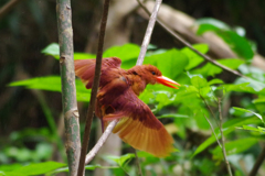 2017年森へ（４）