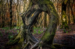 Forked Tree