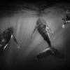 Encounter