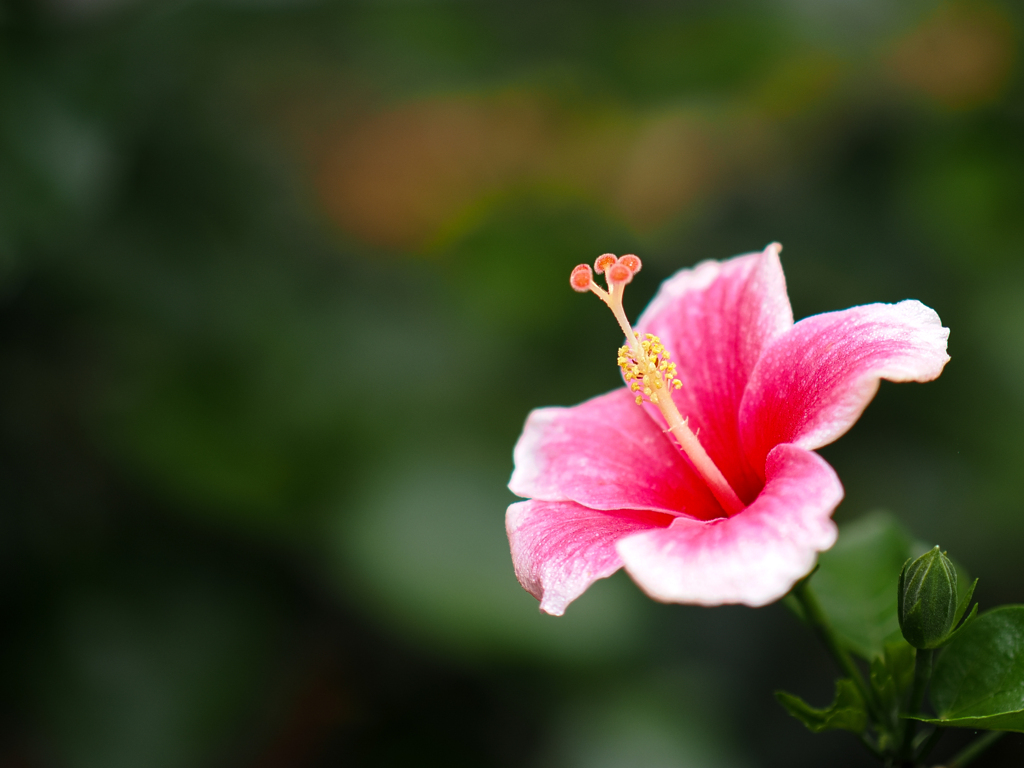 Red-pink China rose flower