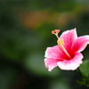 Red-pink China rose flower