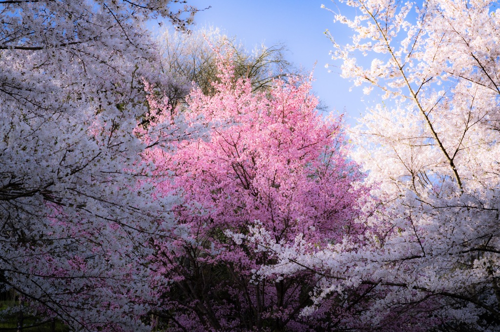 二反田の桜