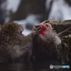 SNOW MONKEY 2