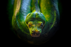 Green tree python ミドリニシキヘビ