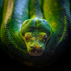 Green tree python ミドリニシキヘビ