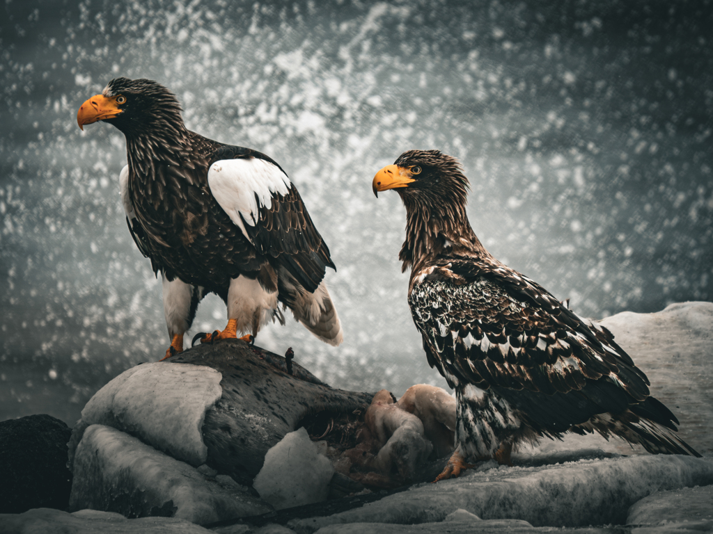 Eagles