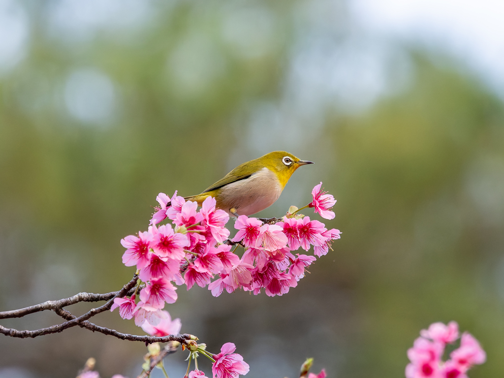 サクラ咲きメジロ鳴く2