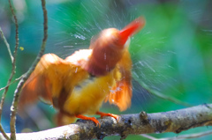 20120526リュウキュウアカショウビン