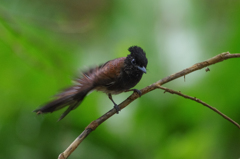 大野山林　サンコウチョウ
