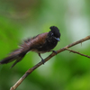 大野山林　サンコウチョウ