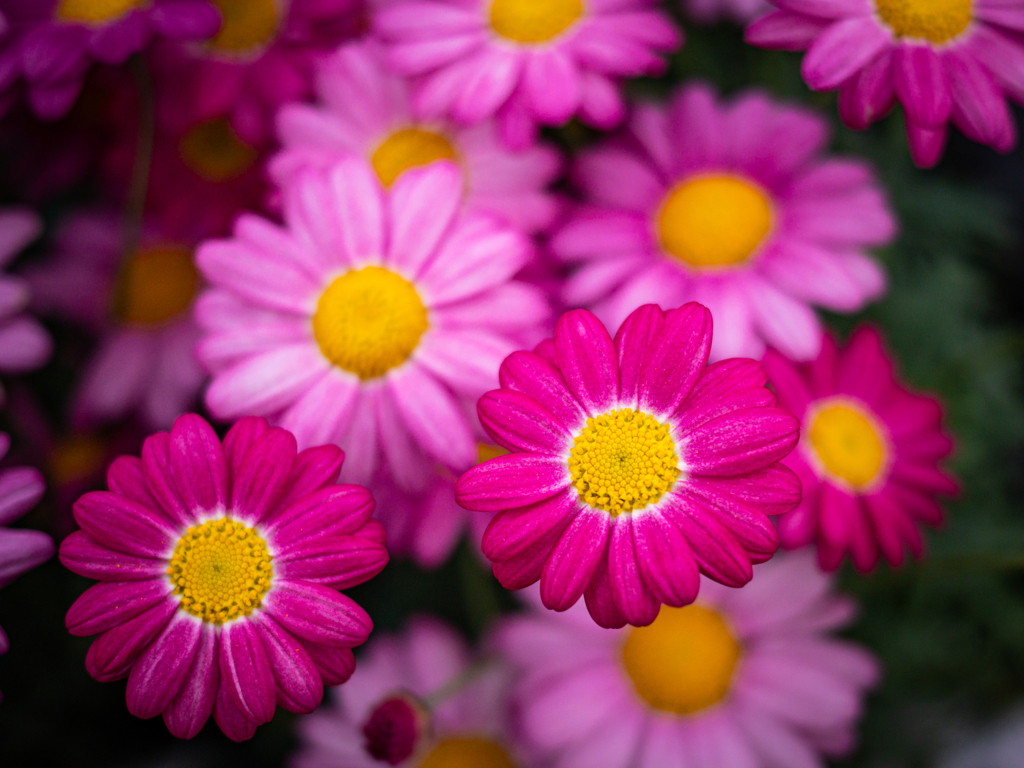 Marguerite