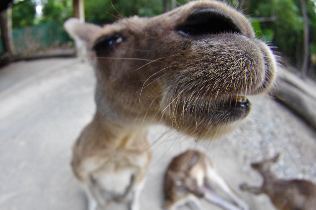 魚眼でカンガルー