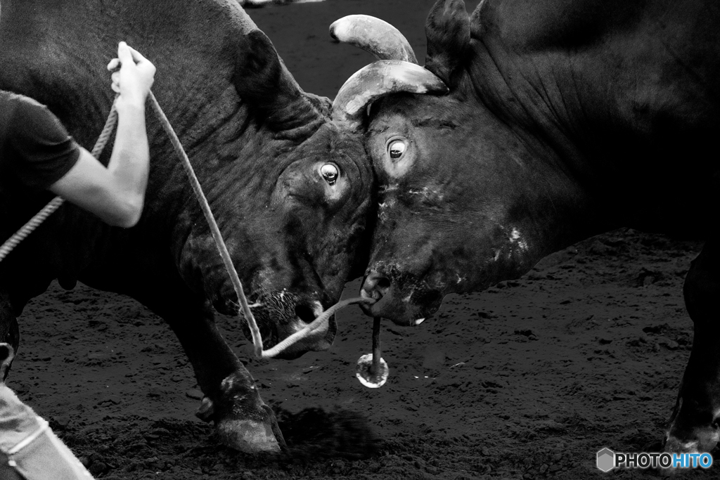 BULLFIGHT