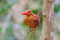 2017年森へ（６）