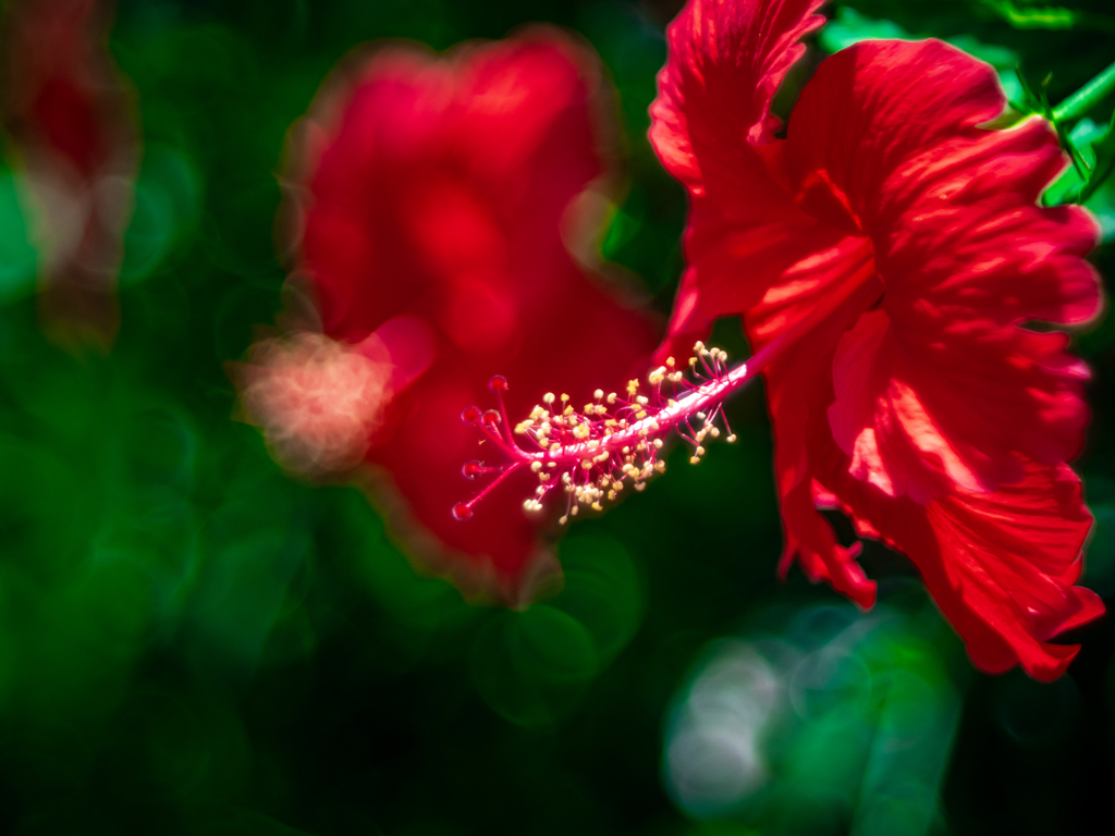 Hibiscus in June