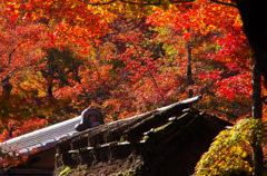 11月京都嵐山