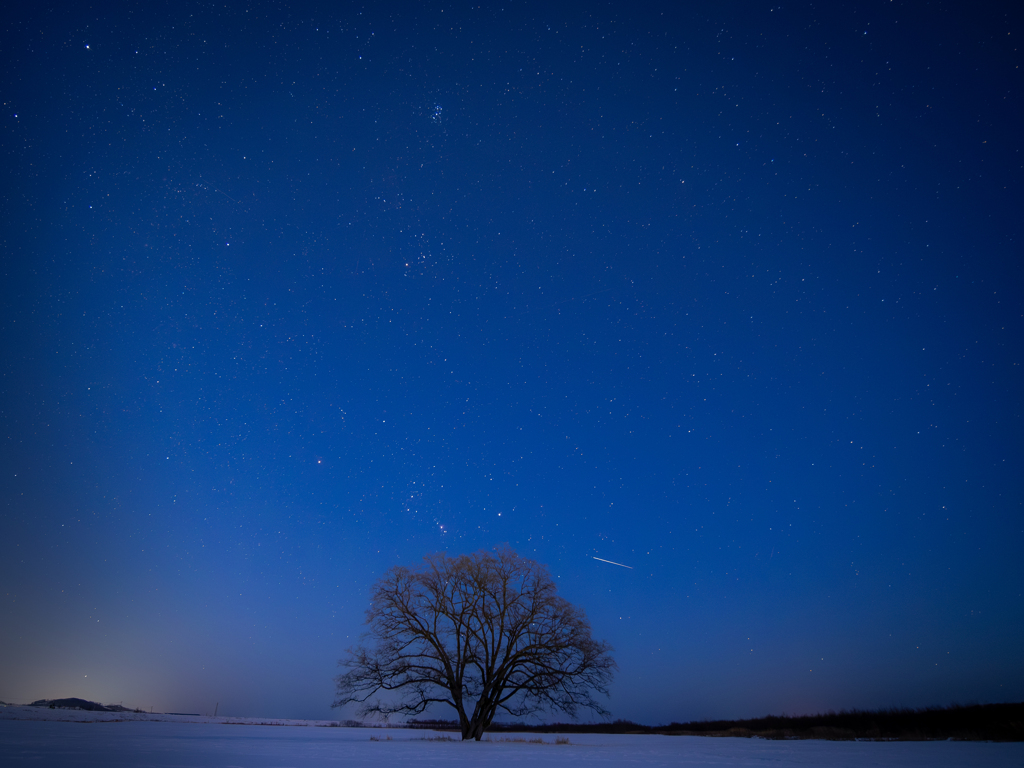 Harunire tree