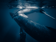 親子クジラ