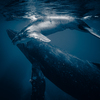 親子クジラ