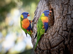 ゴシキセイガイインコ