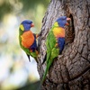 ゴシキセイガイインコ