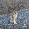 ねこ