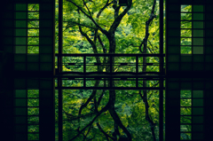 Arashiyama in May