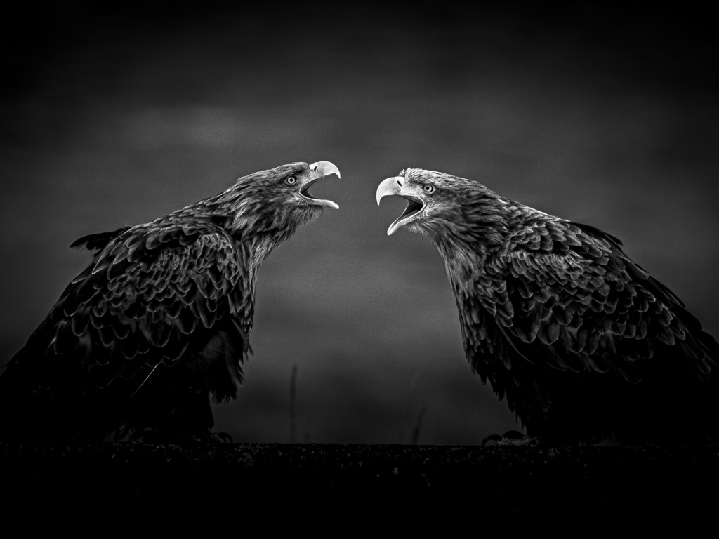 Tweeting